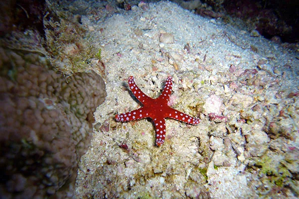 Quanto tempo uma estrela-do-mar vive