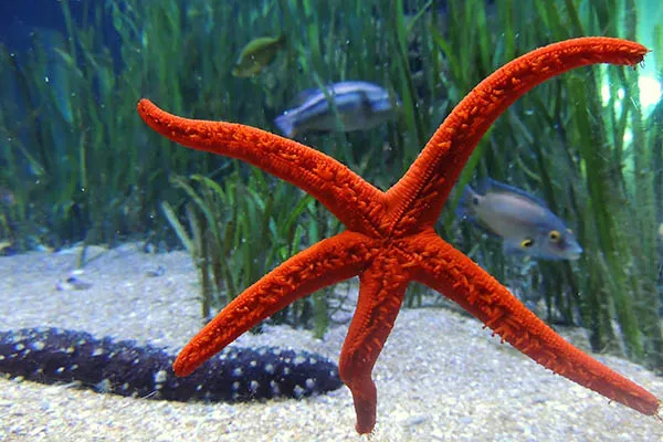 Quanto tempo a estrela-do-mar vive