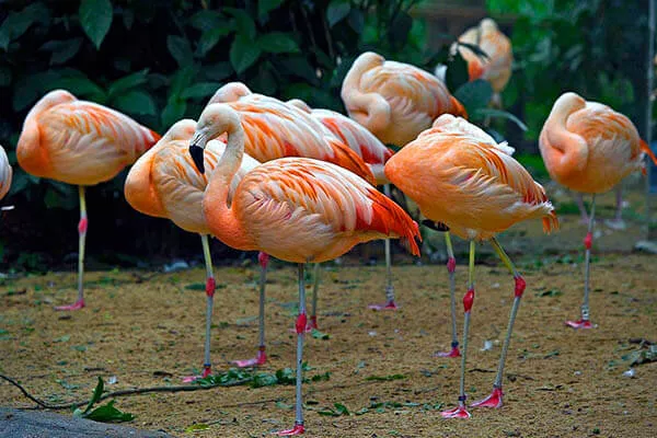 Quanto tempo os flamingos vivem