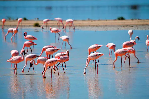 Quanto tempo os flamingos vivem