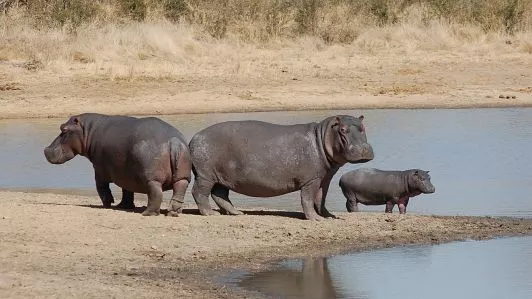 hipopótamo, características, o que come, habitat
