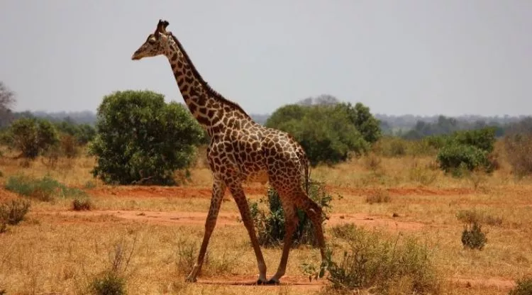 girafa, alimentação, características, habitat, o que come