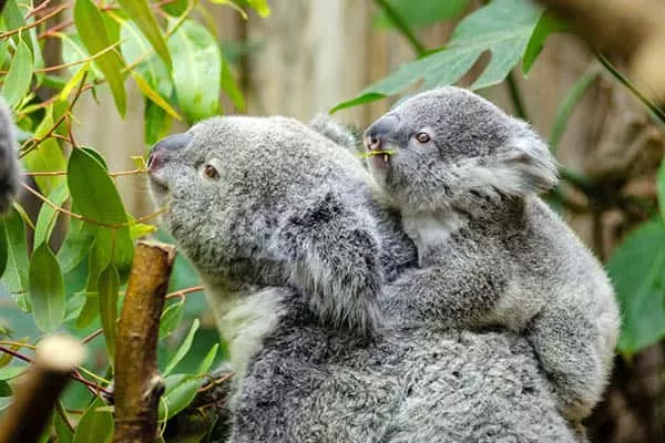Quanto tempo os coalas vivem
