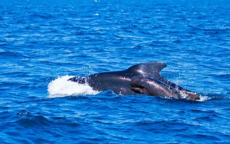 a baleia azul