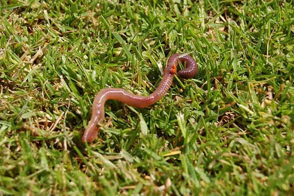 Quanto tempo os vermes vivem