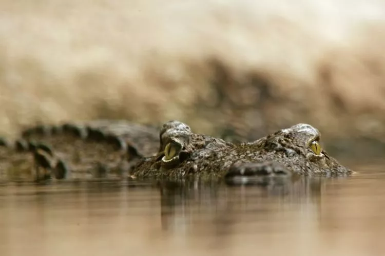 crocodilos do nilo