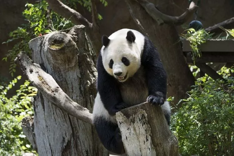 urso panda, características, alimentação, habitat