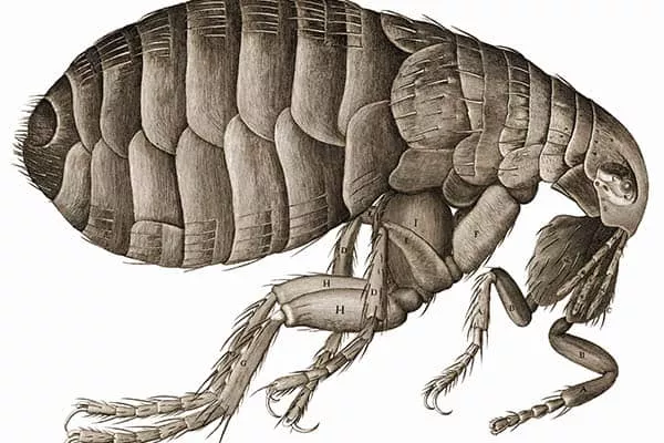 Quanto tempo vive uma pulga?