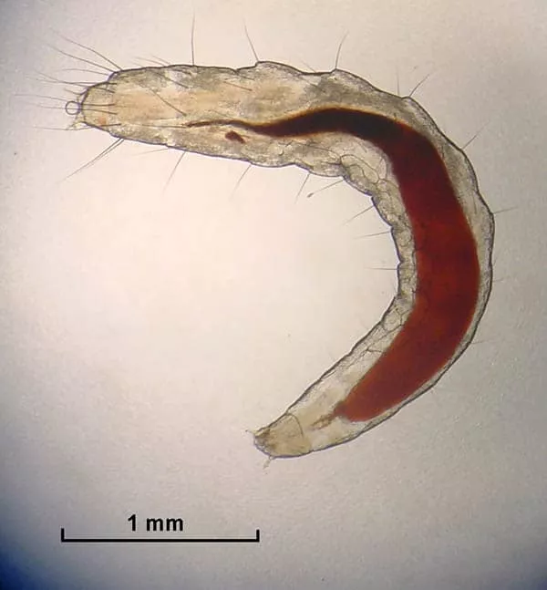 Larva de uma pulga