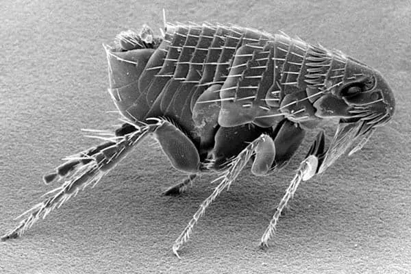 Quanto tempo vivem pulgas?
