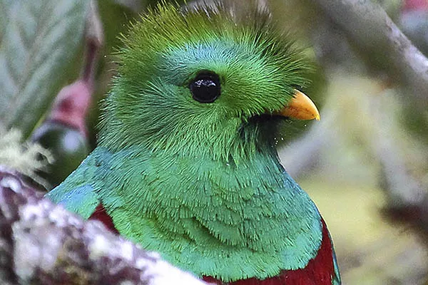 Expectativa de vida de quetzals
