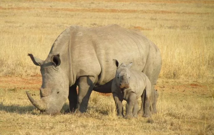rinoceronte, características, o que come, alimentação, habitat, perigo de extinção