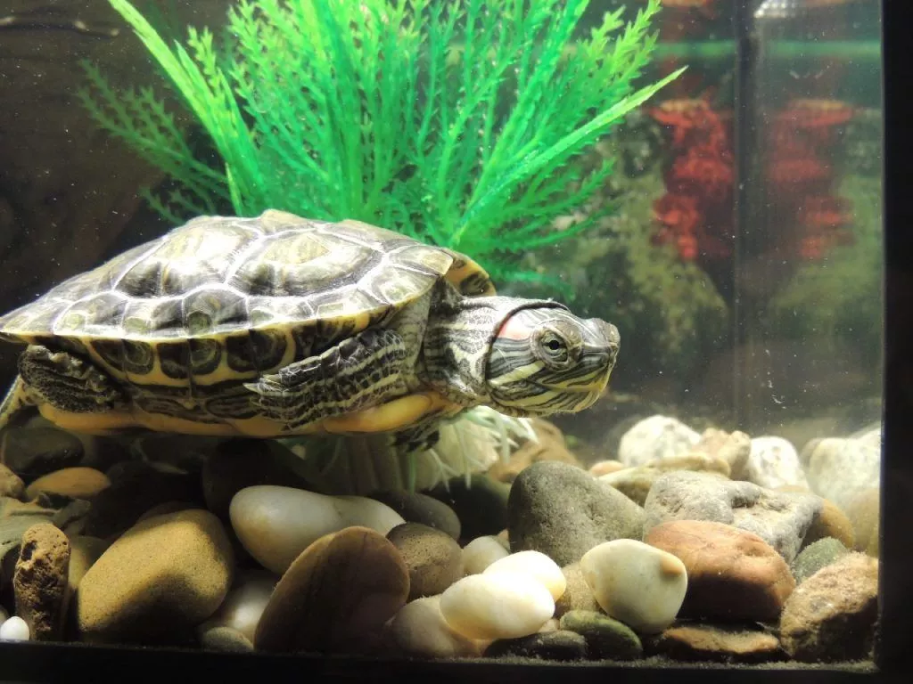 Como saber se uma tartaruga de água doce é fêmea ou macho