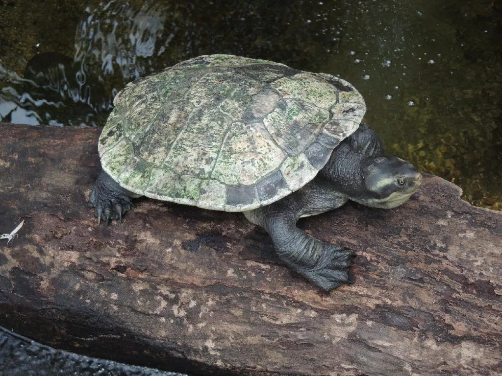 Quanto tempo as tartarugas de água doce vivem