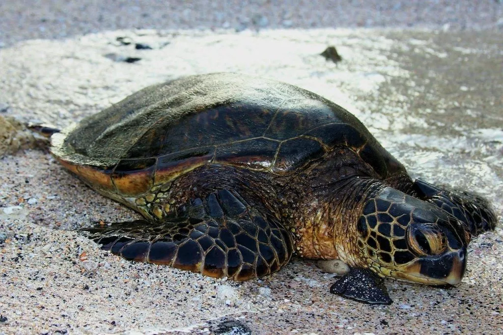 A tartaruga bastardo está em perigo de extinção.