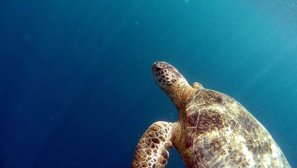 A tartaruga-de-bico-de-falcão está em perigo de extinção.