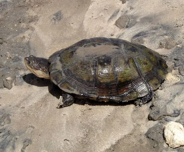 A tartaruga-escudo africana está em perigo de extinção.