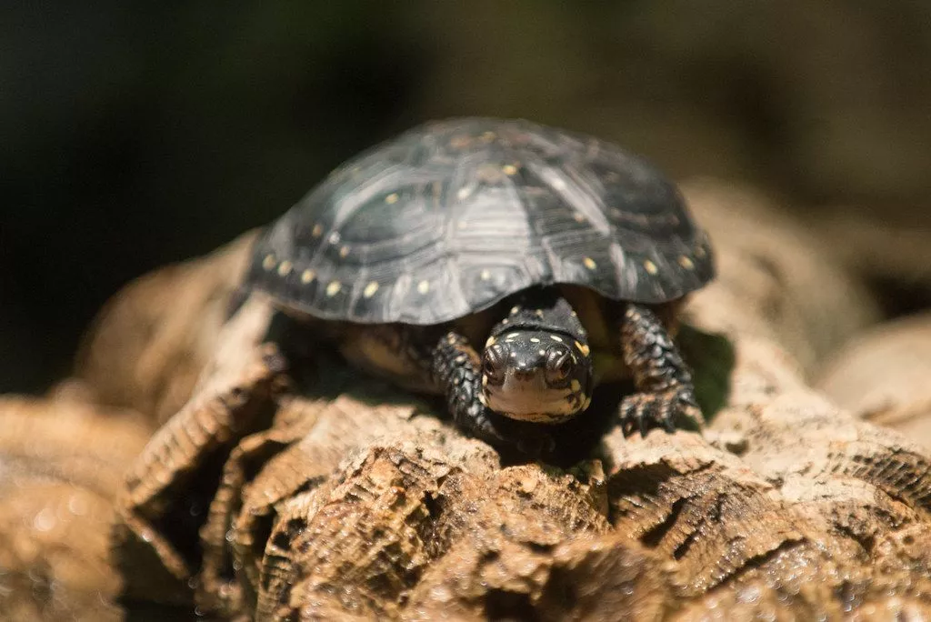 A tartaruga manchada está em perigo de extinção.