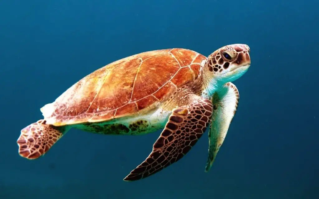 A tartaruga-oliva ridley está em perigo de extinção