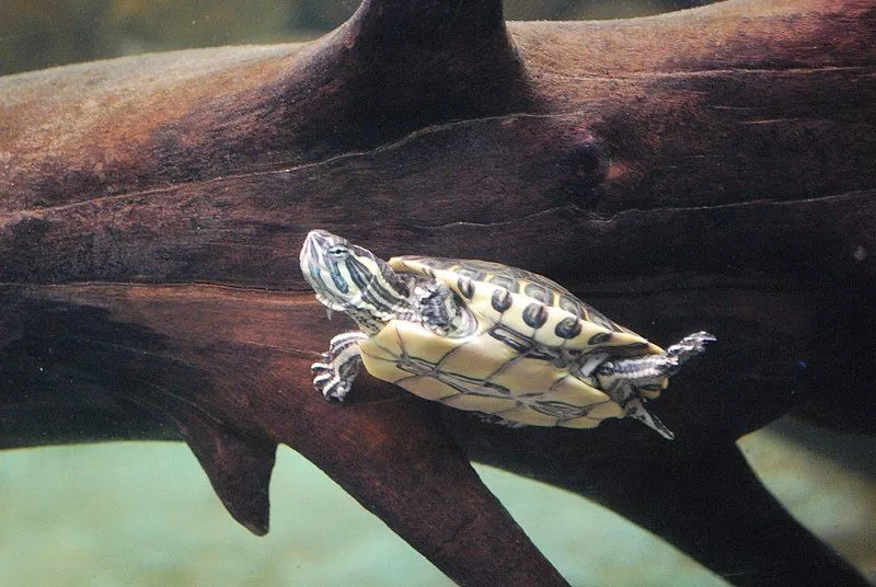 A tartaruga pavão está em perigo de extinção -