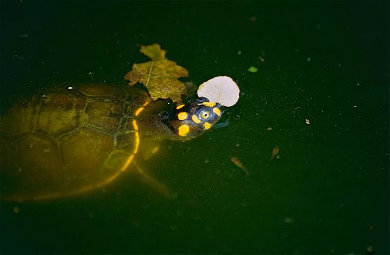 A tartaruga taricaya está em perigo de extinção.