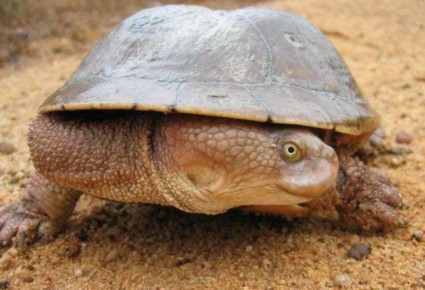 Quais características a tartaruga canni tem