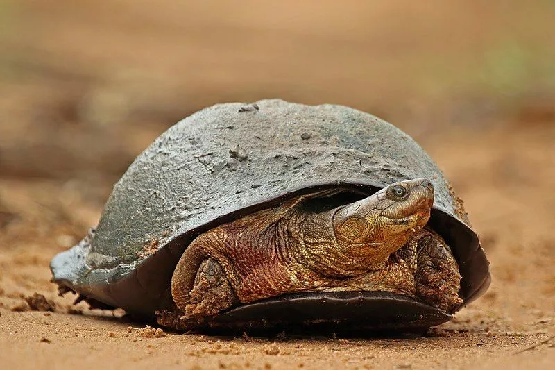 Quais características a tartaruga-de-escudo africana tem