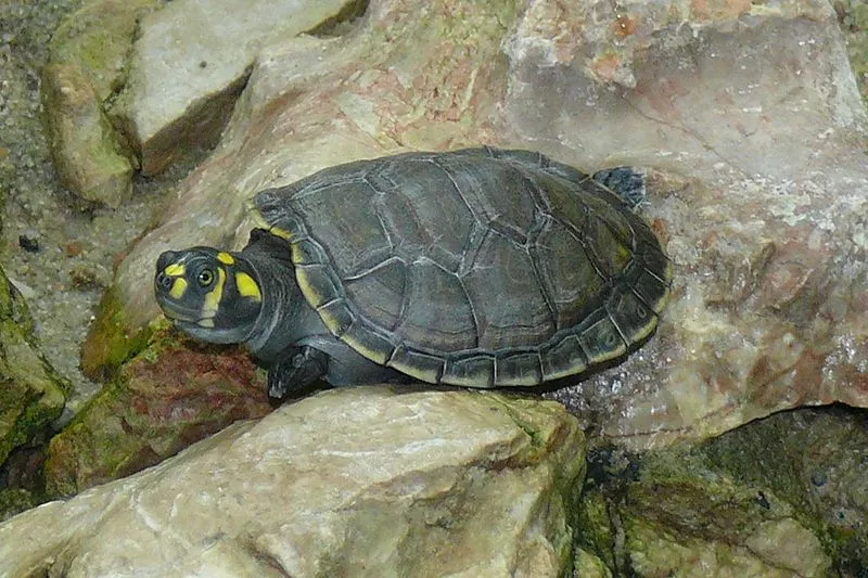 Quais características a tartaruga taricaya tem