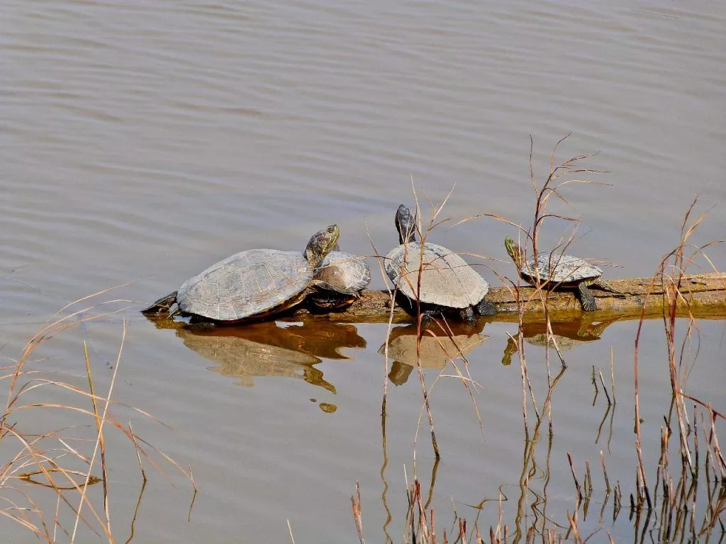 Que cuidados as tartarugas de água doce precisam