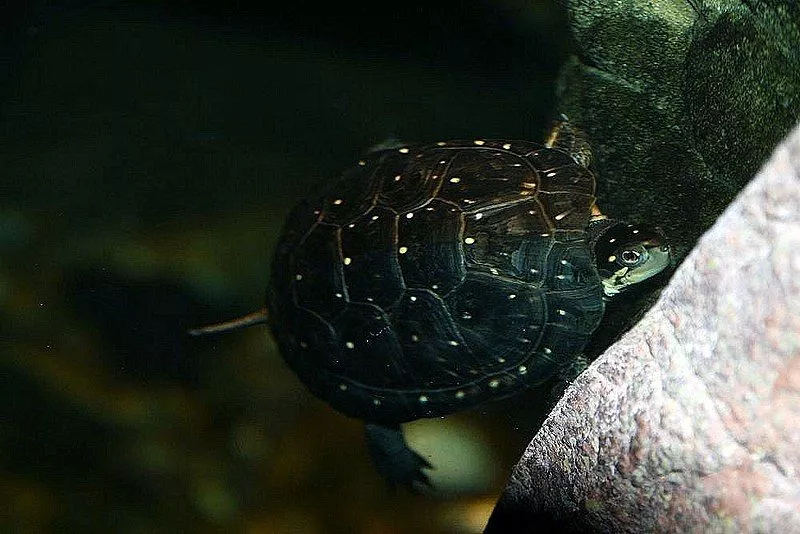 Tartaruga manchada ou Clemmys guttata
