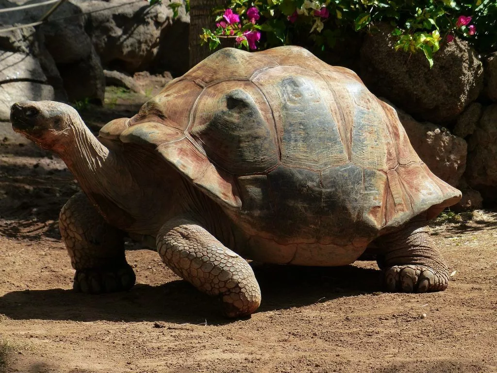 Que são as tartarugas mais longevas do mundo