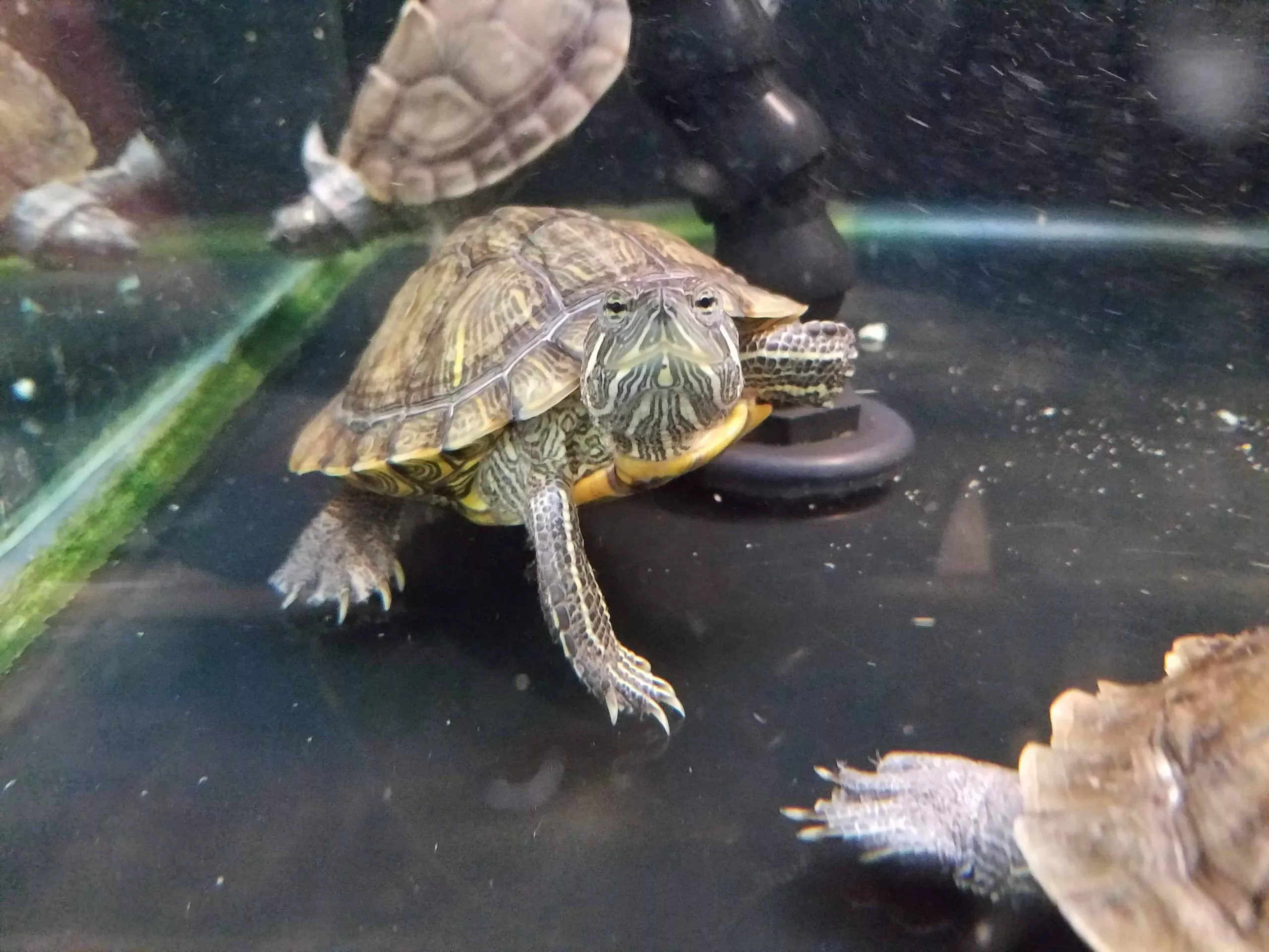 A tartaruga dentro de sua casa