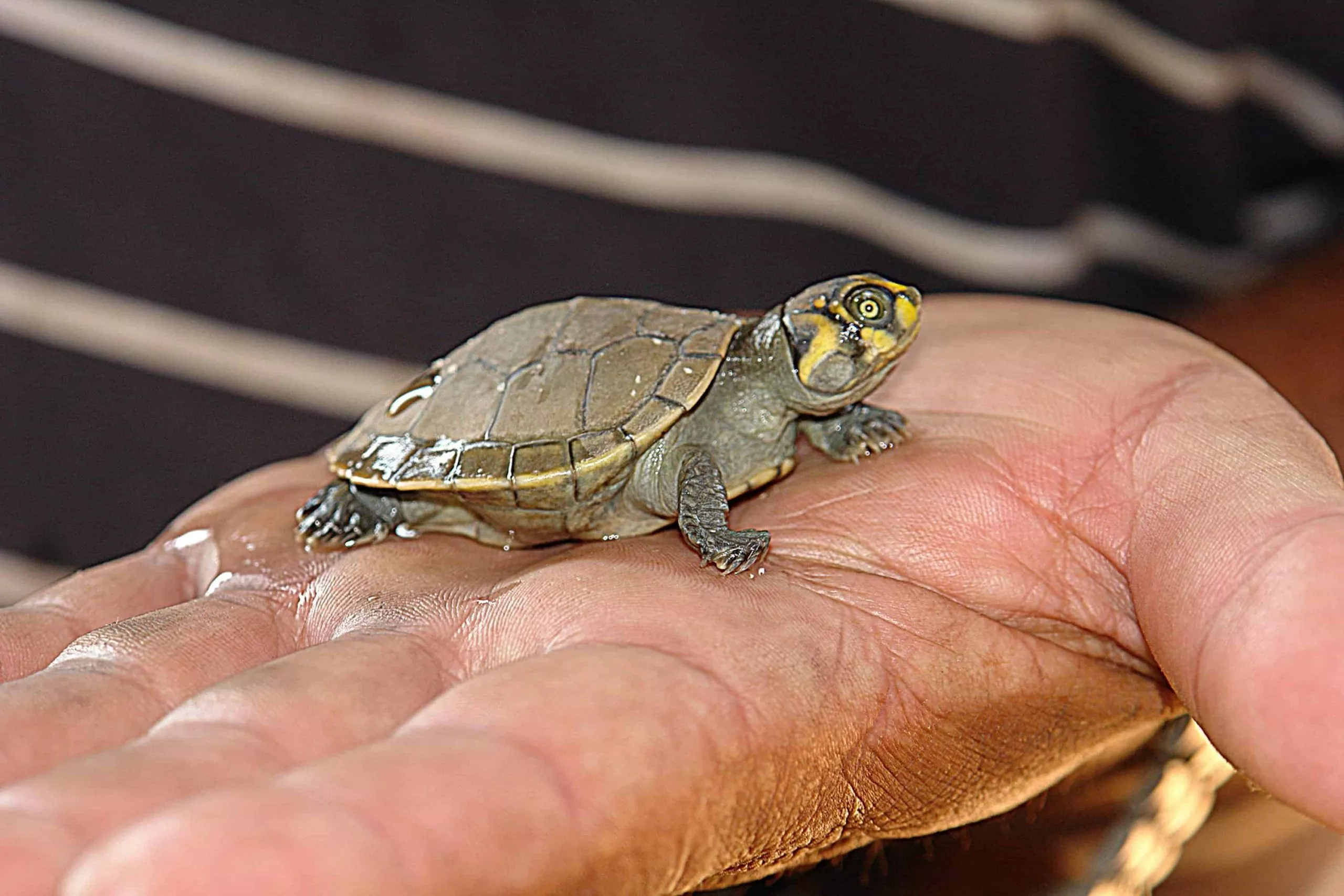 Comportamento e temperamento das tartarugas