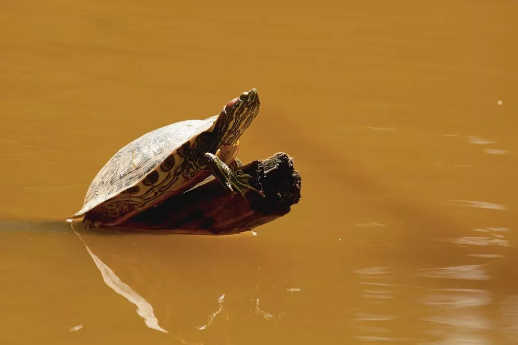 Tartarugas do rio estão em perigo de extinção