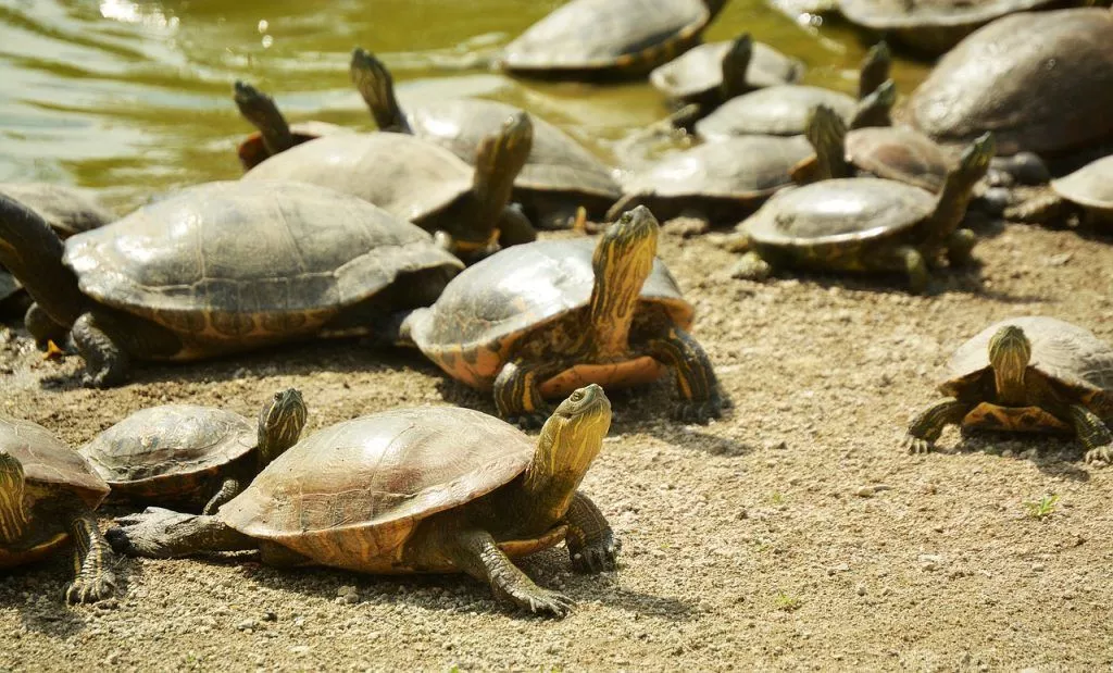 Pode haver tartarugas sem conchas.
