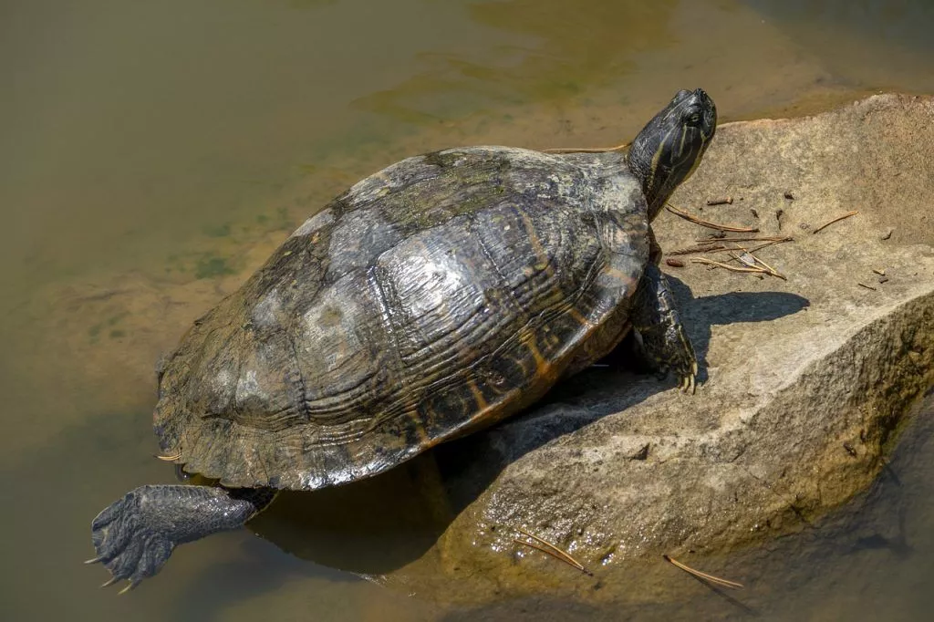 Quão grandes tartarugas fluviais podem ser