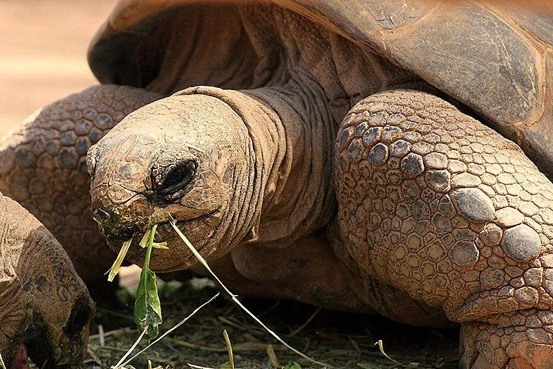 Onde a tartaruga de Galápagos vive