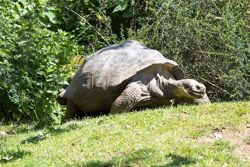 A tartaruga de Galápagos está em perigo de extinção