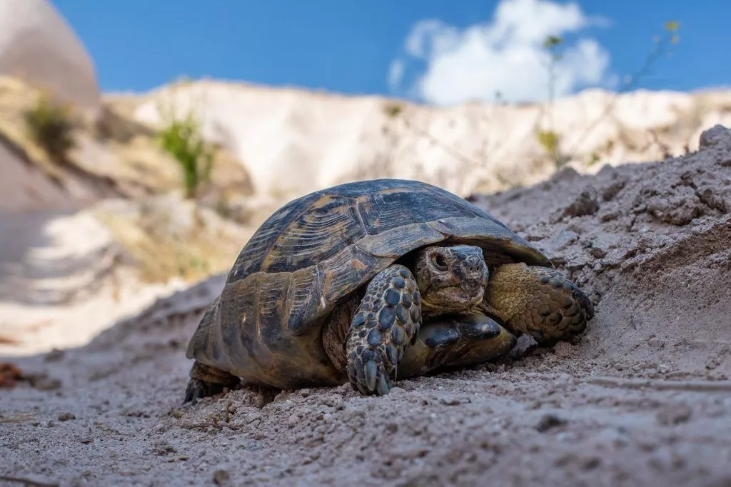 A tartaruga russa está em perigo de extinção.