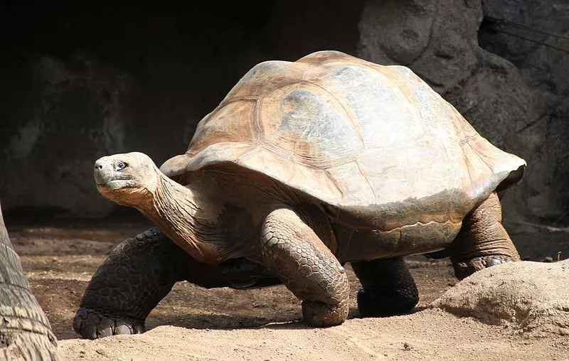 Quais características a tartaruga galápagos tem