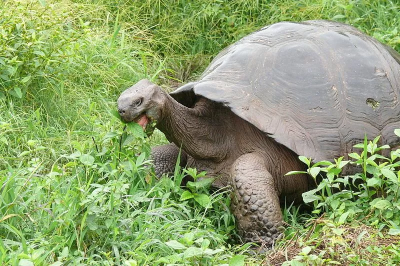 O que a tartaruga de Galápagos come