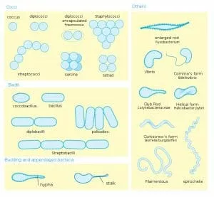 Diagrama de morfologia bacteriana