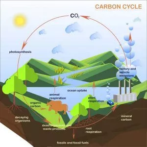 Diagrama do Ciclo de Carbono