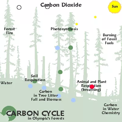 Ciclo de Carbono nas Florestas Olímpicas