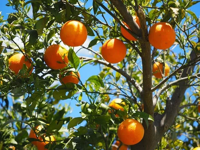 como enxertar laranjeiras