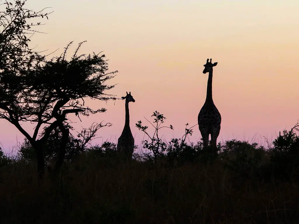 Girafas ao pôr do sol