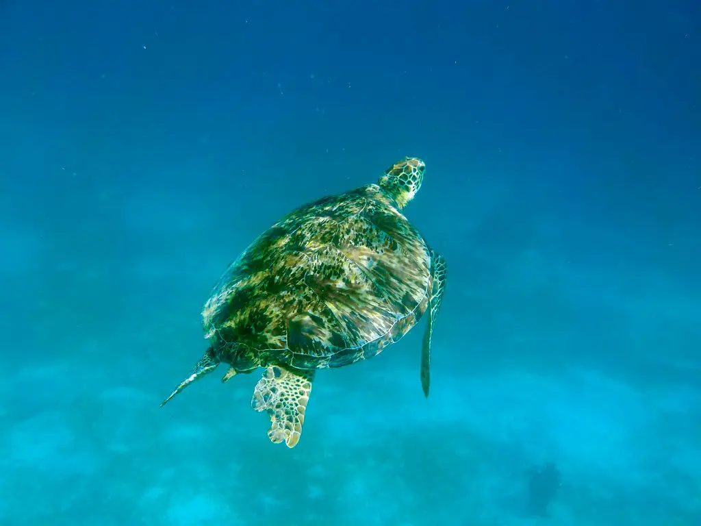 Nadar com tartarugas nas Filipinas