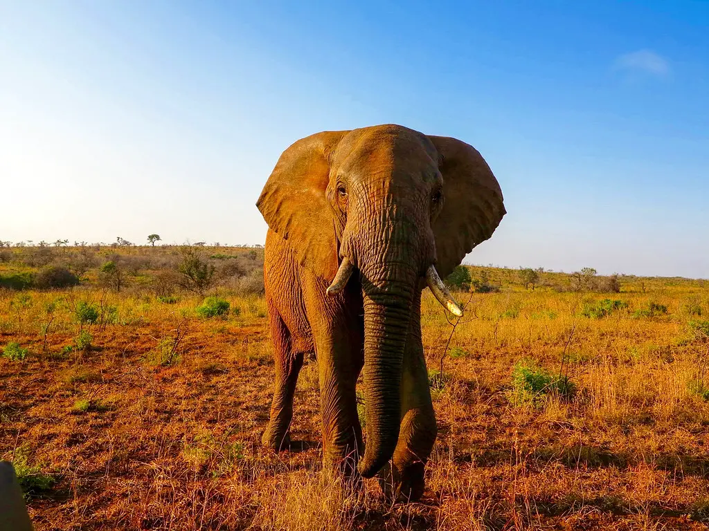 Elefante na África do Sul