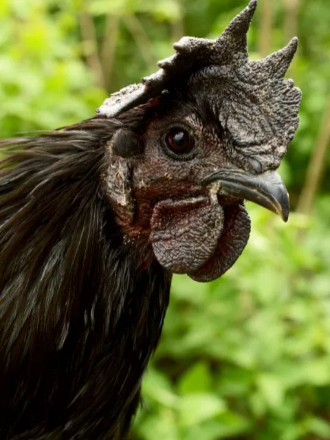 apariencia galinha preta