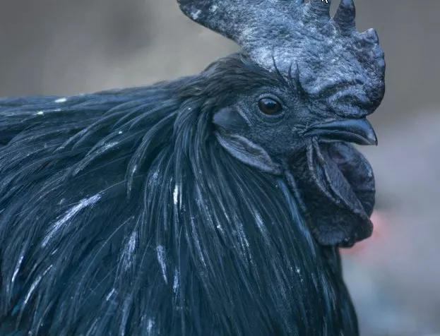 galinha preta misteriosa e rara